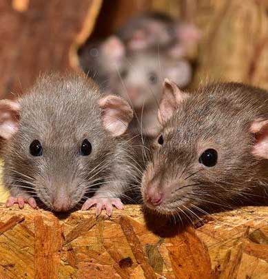 Mouse Control Services In Canberra