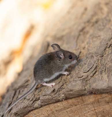 Rat Removal Services In Canberra