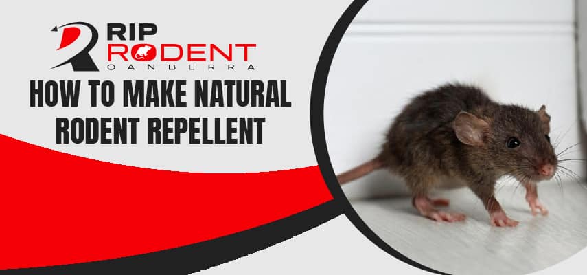 Make Natural Rodent Repellent